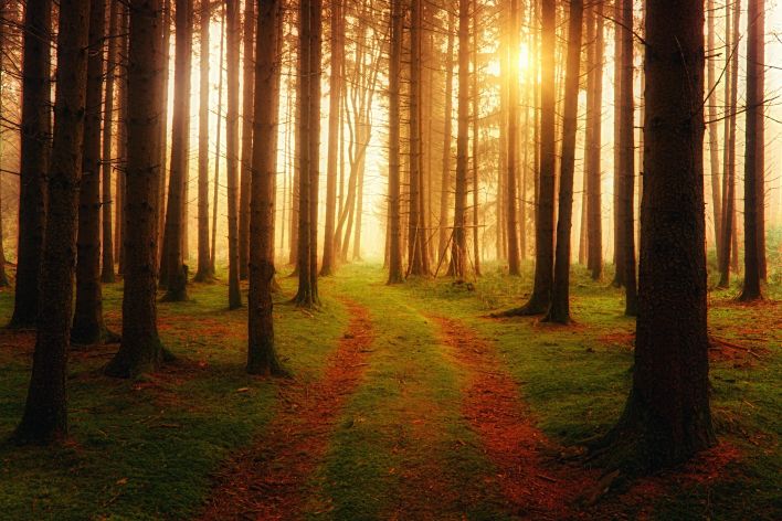 A mystical forest scene with sunlight beaming through trees, creating a serene path.