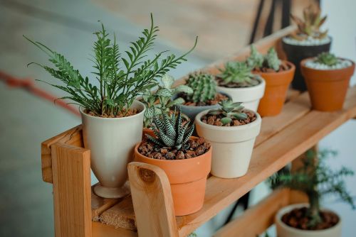 Close-up of diverse succulents in pots on a wooden shelf indoors, showcasing natural beauty.