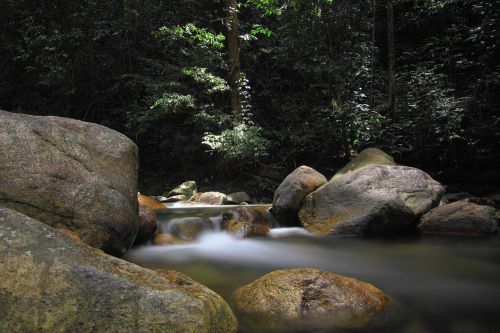 A serene forest stream flowing over mossy rocks surrounded by dense greenery.