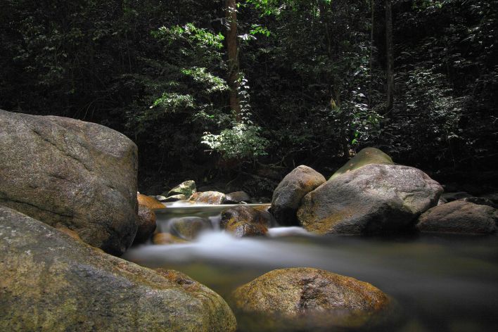 A serene forest stream flowing over mossy rocks surrounded by dense greenery.