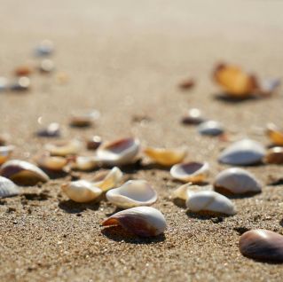 A close-up view of scattered seashells on a sunny beach, capturing natural beauty.