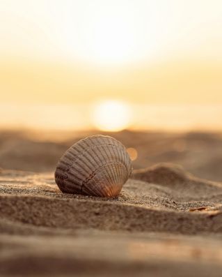 Serene image of a seashell resting on a sandy beach at sunset in Middelkerke, Belgium.