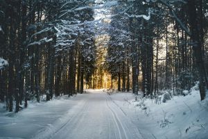 Stunning snowy path through a winter forest in Ebensee, Austria, with sunlight filtering through trees.
