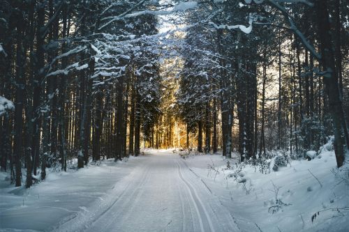 Stunning snowy path through a winter forest in Ebensee, Austria, with sunlight filtering through trees.