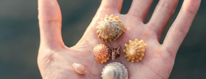 A detailed view of various seashells held in a hand with a blurred background.